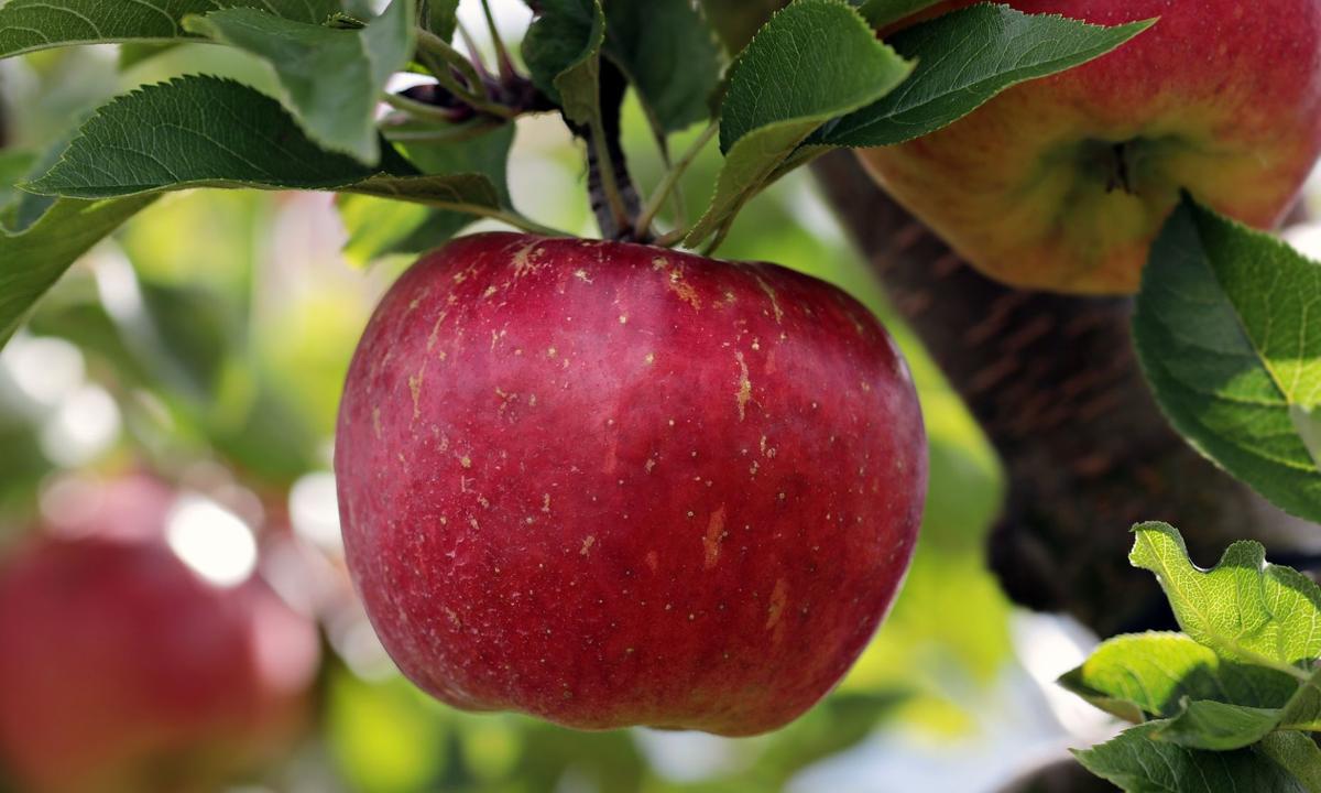 Sarah Browning Winter Time To Prepare Plan For Fruit Trees Home