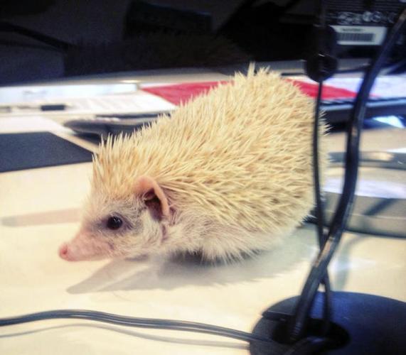 Hedgehog reported stolen from leasing office
