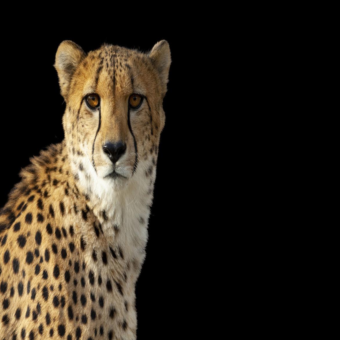 Growing Zoo Growing Even Bigger Cheetahs And Anteaters Are On