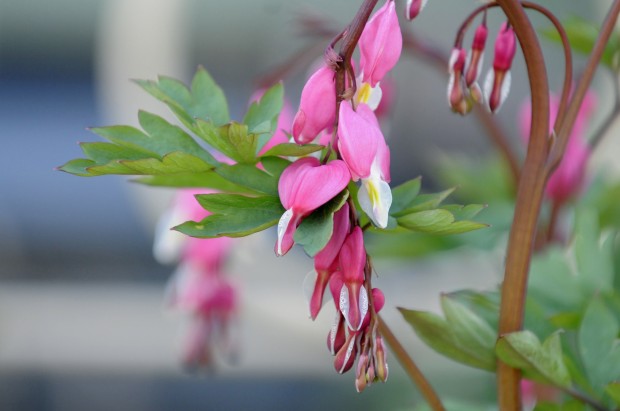 Blogger Sue Dawson