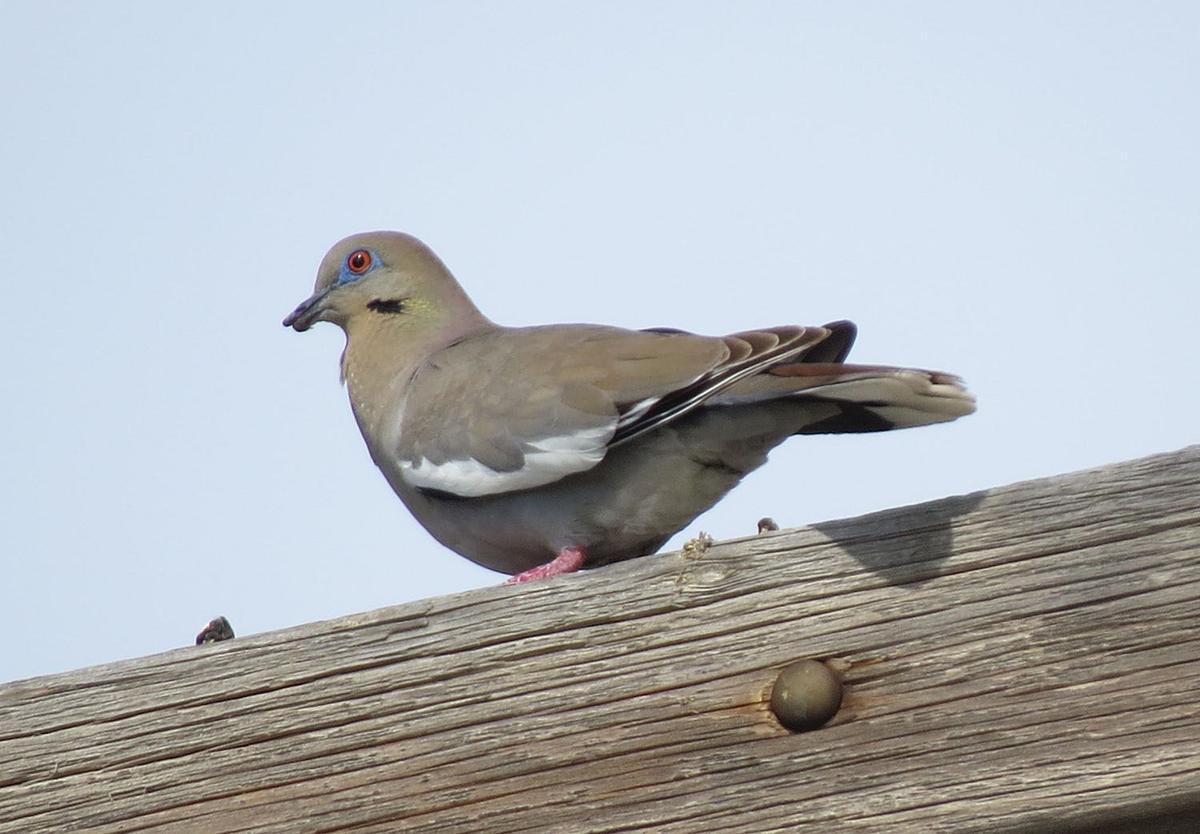 Whitewinged dove species increasing in numbers in Nebraska