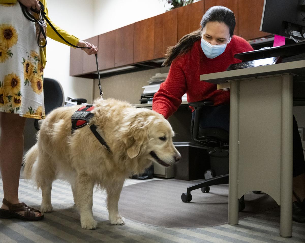Therapy dog