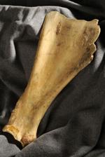 37 Objects bison scapula hoe