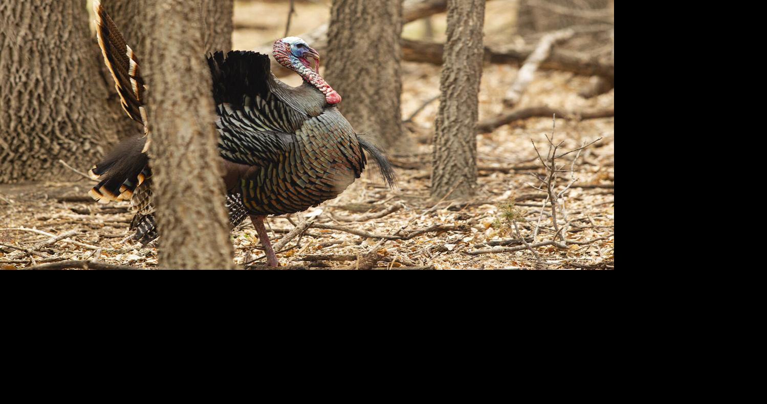 Winter is time to scout for spring wild turkeys