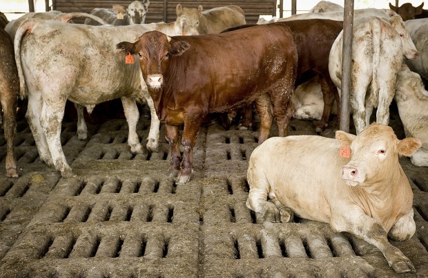 Feed lot