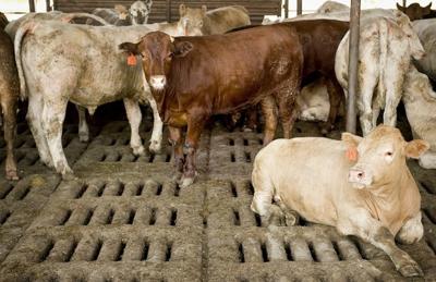 Feed lot