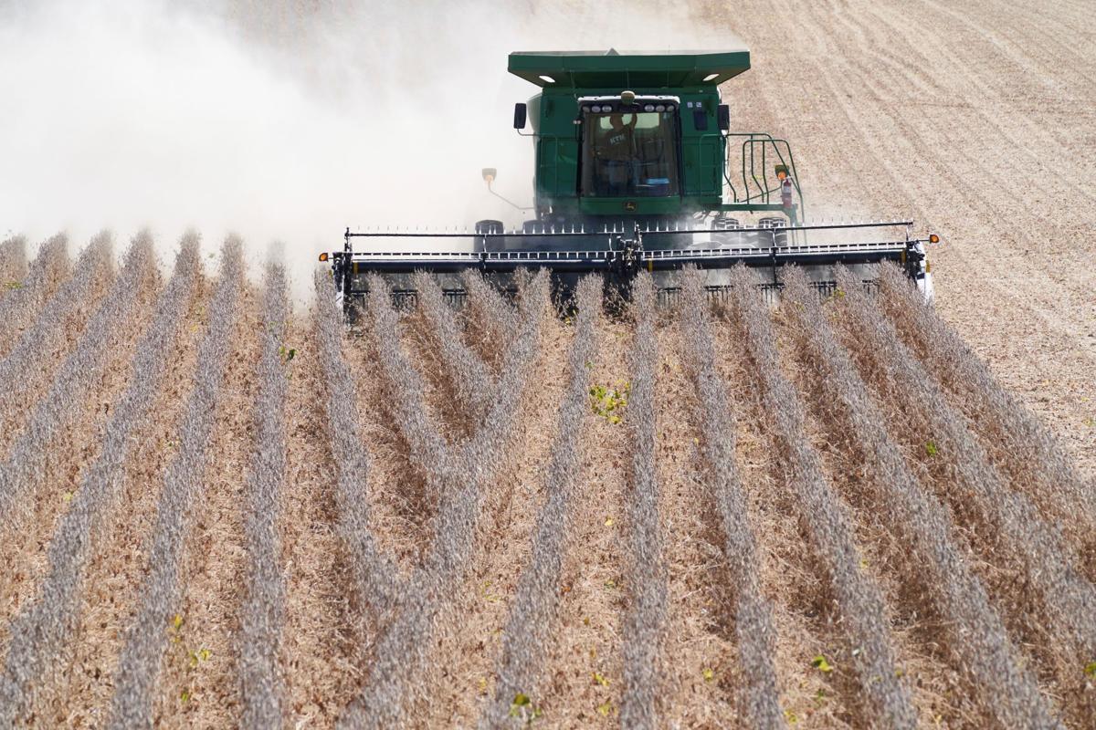 Soy Bean Harvest