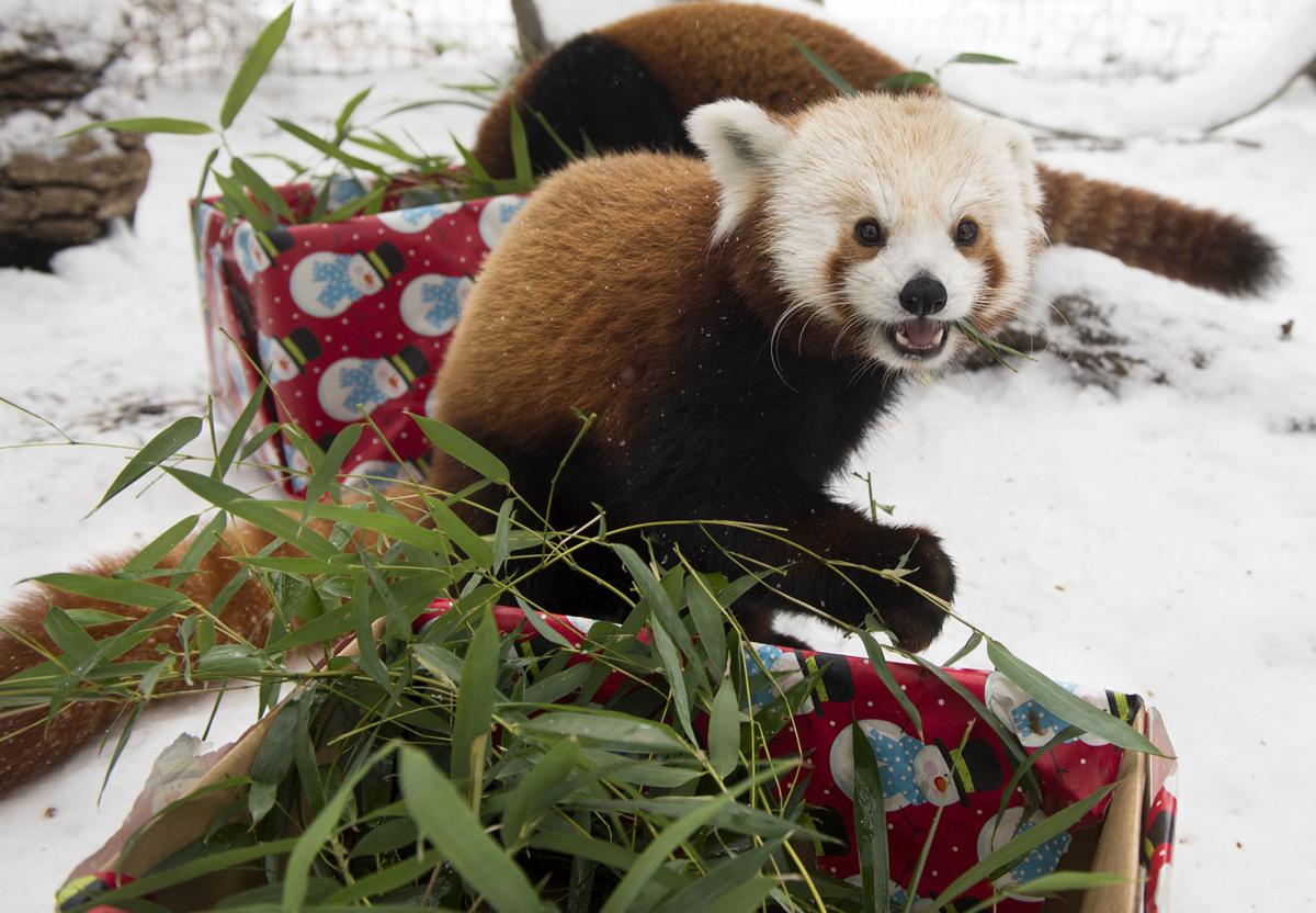 Omaha Zoo Puts Tofu The Red Panda On Display Ahead Of Schedule Nebraska News Journalstar Com
