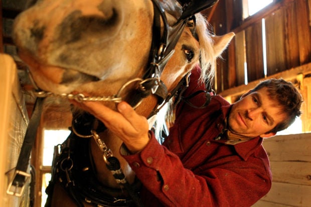 Draft Horses