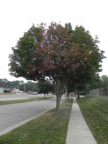 Stem Girdling Roots (SRG)