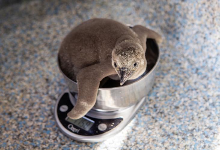 Humboldt penguin chick