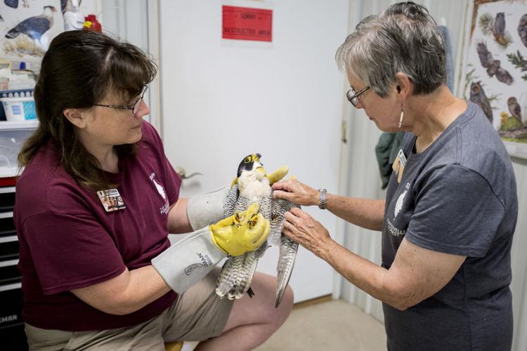 Peregrine falcon