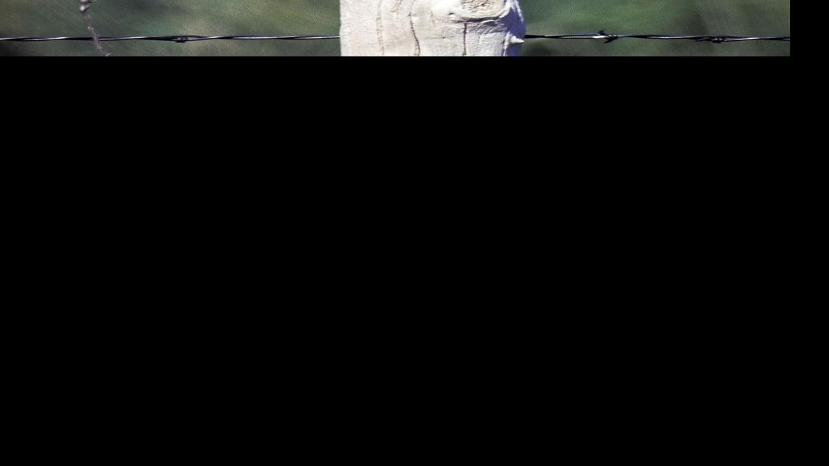 Bobwhite basics: Helping quail with ecology, habitat | Outdoors