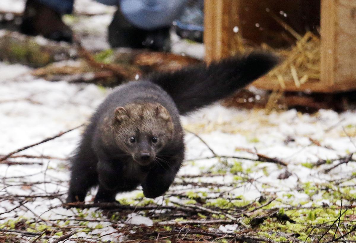 Rare weasel species makes a comeback in Washington state Rare weasel species makes a comeback in Washington state