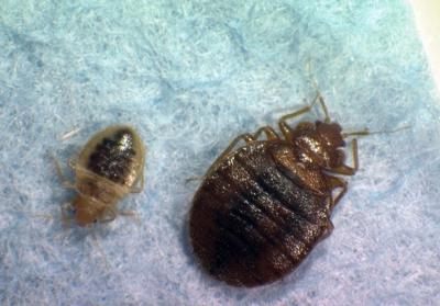 Bedbugs