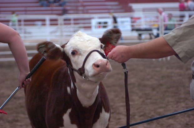 Hereford heifer fair