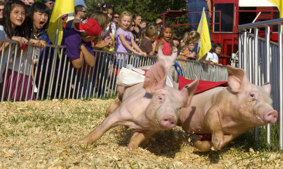 Racing pigs