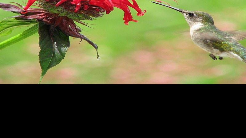 Sarah Browning: Monarda is both equally flowery and flavorful | Property & Backyard