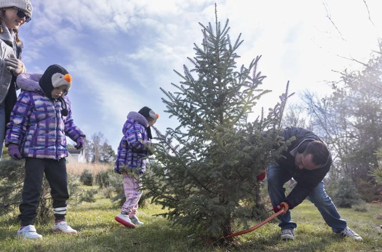 Christmas trees, 11.30