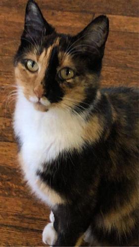 Mr. Kitty 1