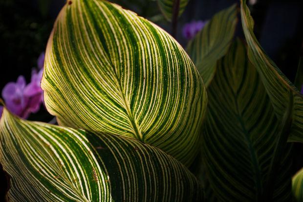 Photos Lauritzen Gardens Conservatory 4923