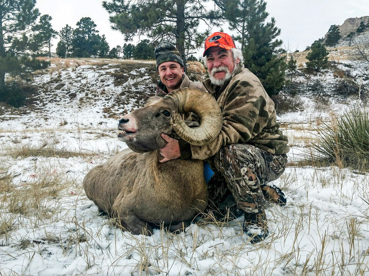 Bighorn Sheep Chadron