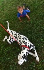 Budweiser Clydesdales arriving at the Mississippi Valley Fairgrounds