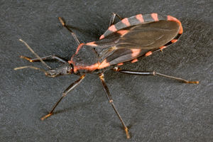 Kissing bug