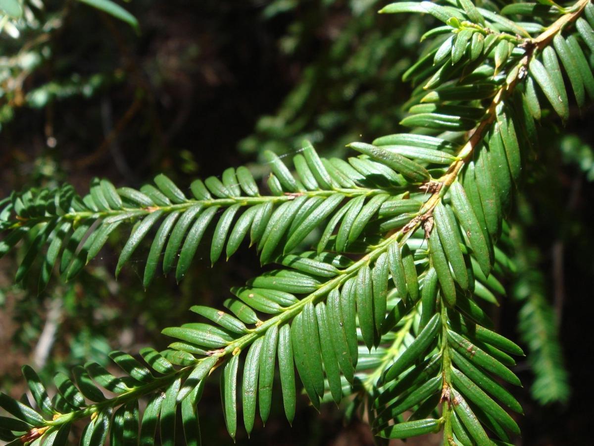 yew