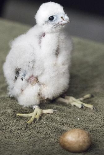 Peregrine falcon banding