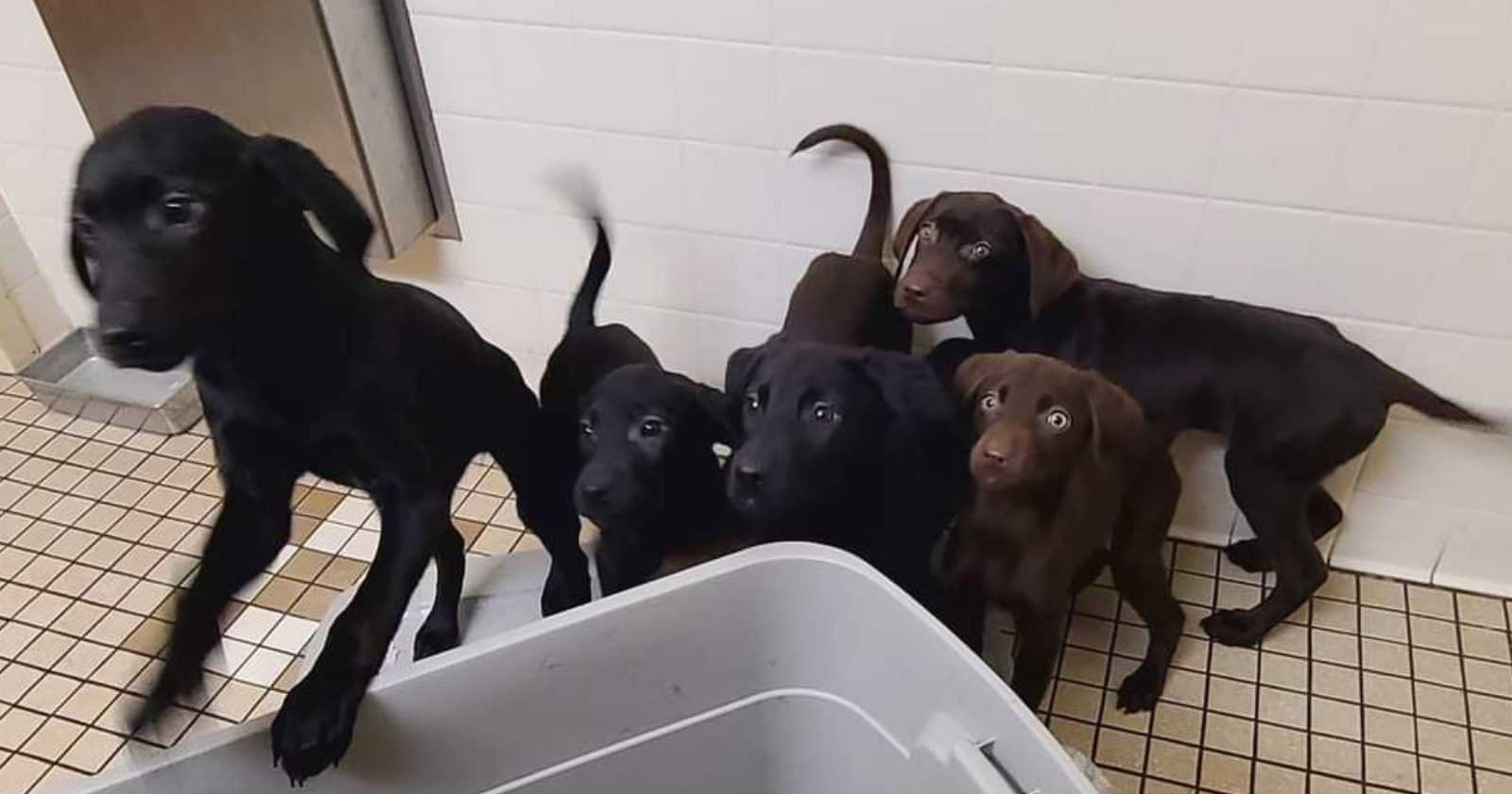 Puppies left at Omaha fire station will be up for adoption - Vimarsana News