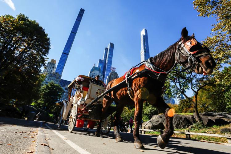 NEW YORK-HORSES/
