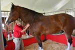 Budweiser Clydesdales arriving at the Mississippi Valley Fairgrounds