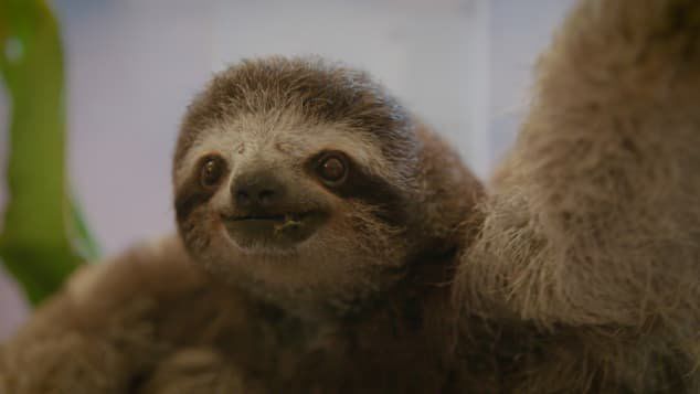 Costa Rica Sanctuary Still Saving Sloths After Quarter Of A Century Sloth