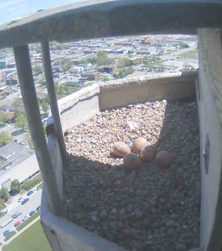 Capitol falcons appear to have abandoned their eggs, wildlife official says