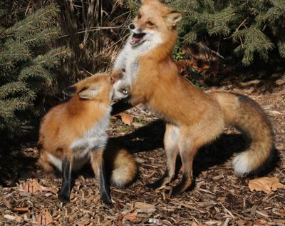 Foxes in backyard (copy)