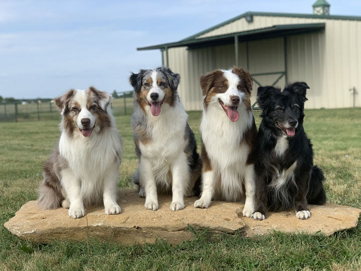 Grand Island to host national dog shows