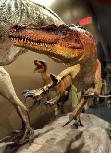 Dinosaur Museum