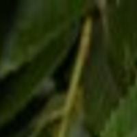 Simply Trees Nutty About Nuts Home Garden Journalstar Com