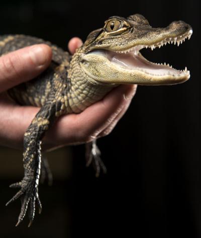 New at the Lincoln Children's Zoo
