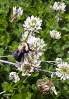 The buzz about Nebraska Pollinator Week