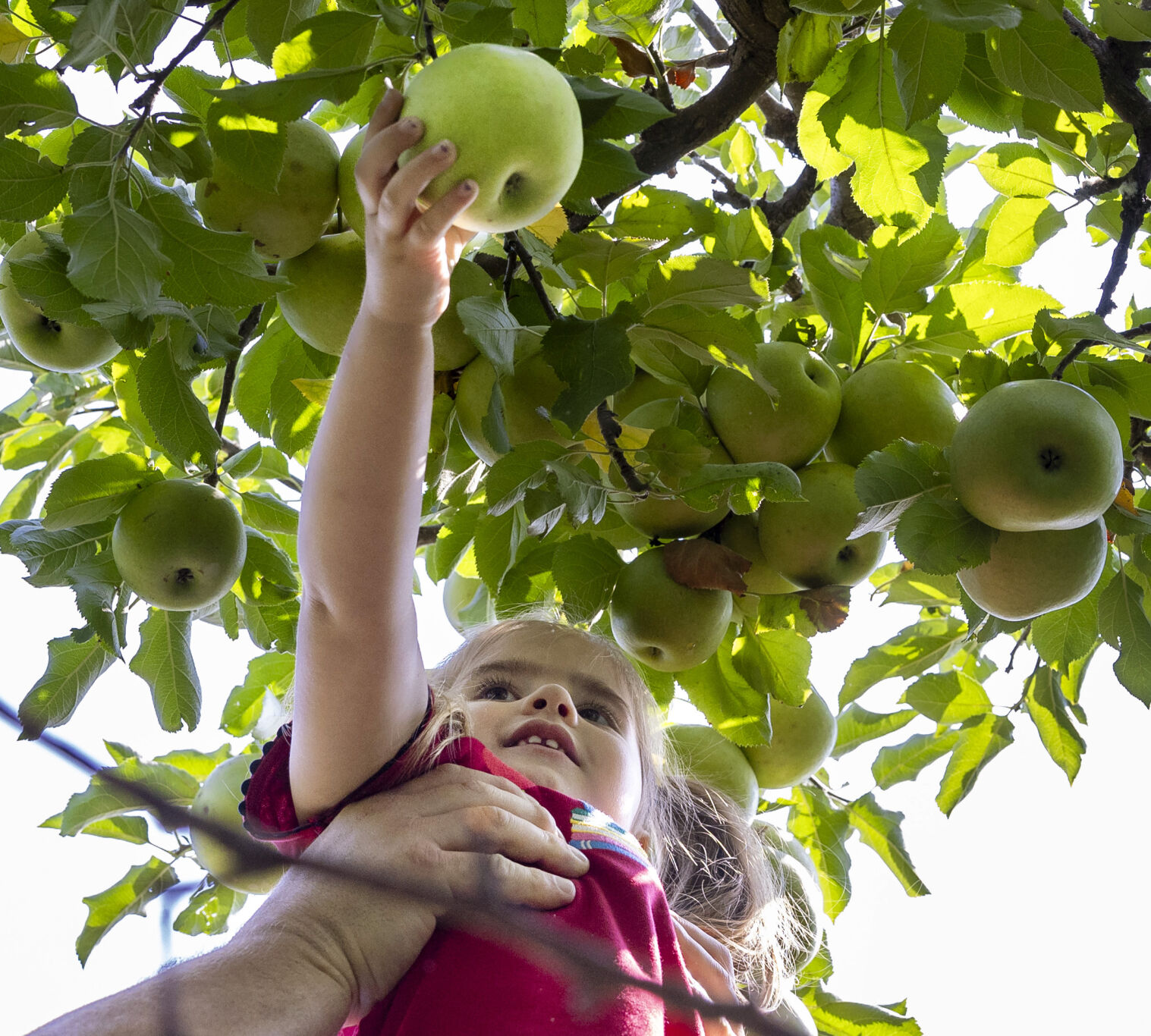 Photos 55th annual AppleJack Festival draws visitors to Nebraska City