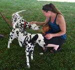 Budweiser Clydesdales arriving at the Mississippi Valley Fairgrounds