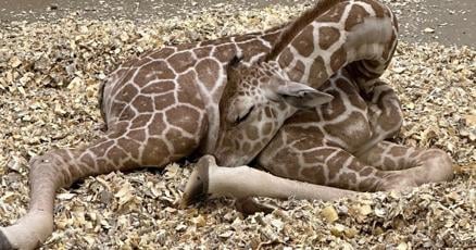 Omaha zoo unveils Hope as name for baby giraffe Omaha zoo unveils Hope as name for baby giraffe