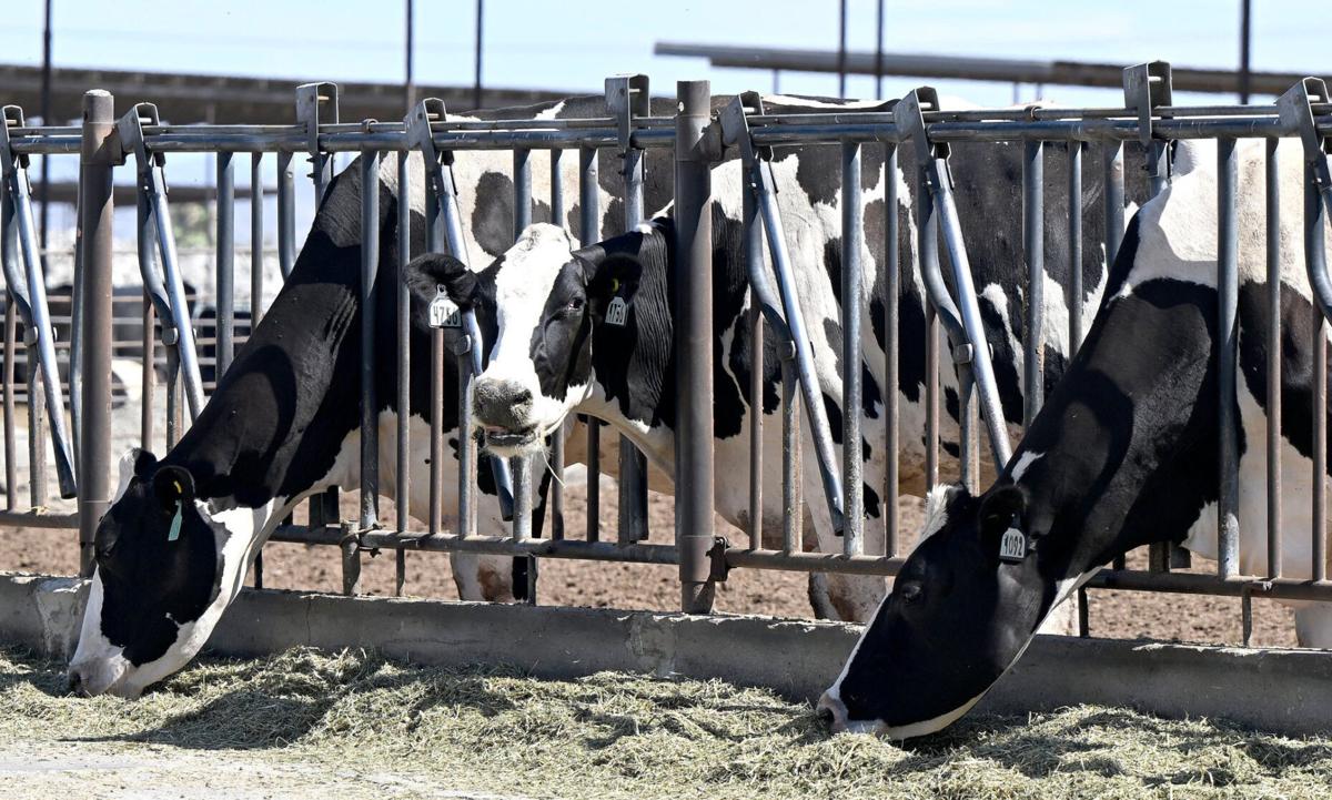 As methane rules loom, some Southern California dairies flee while others  see potential