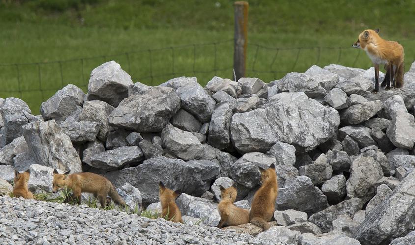 Foxes