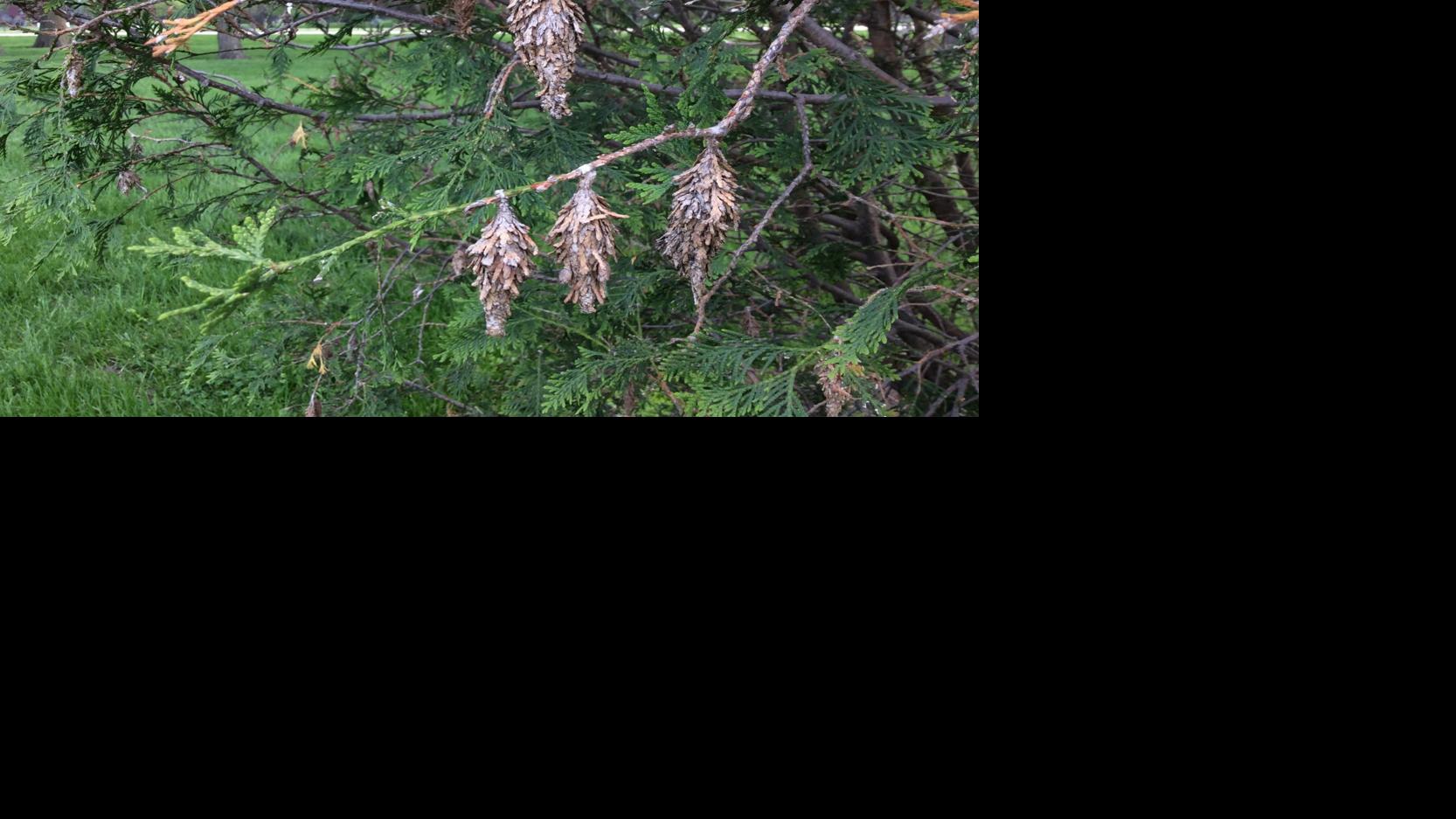 Sarah Browning: Time to scout for bagworms | Home & Garden