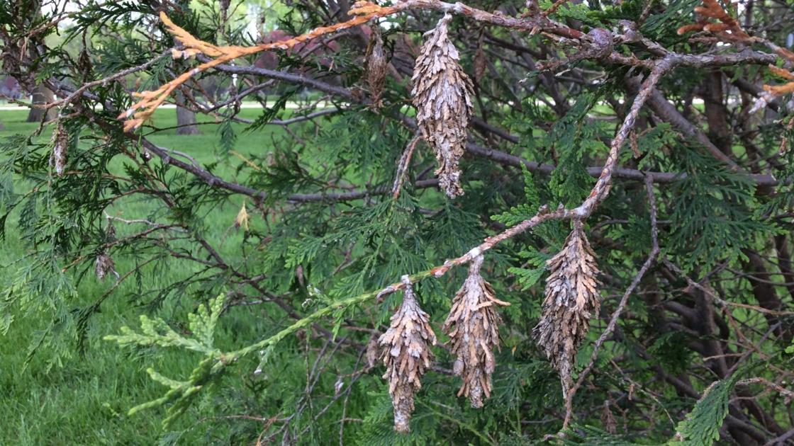 Sarah Browning: Time to scout for bagworms | Home & Garden
