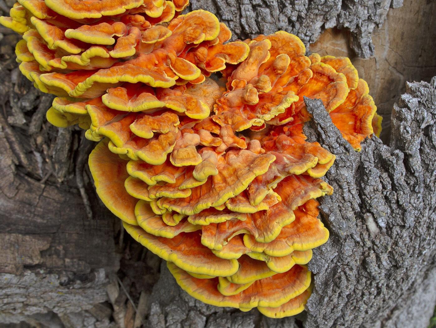 Favorite Fall Wild Edibles