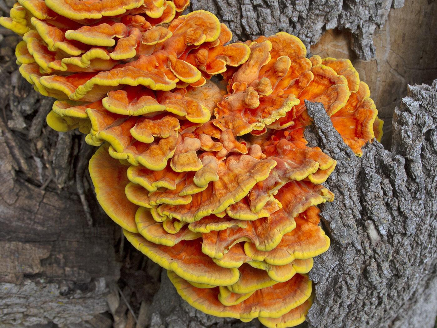 Favorite Fall Wild Edibles Favorite Fall Wild Edibles